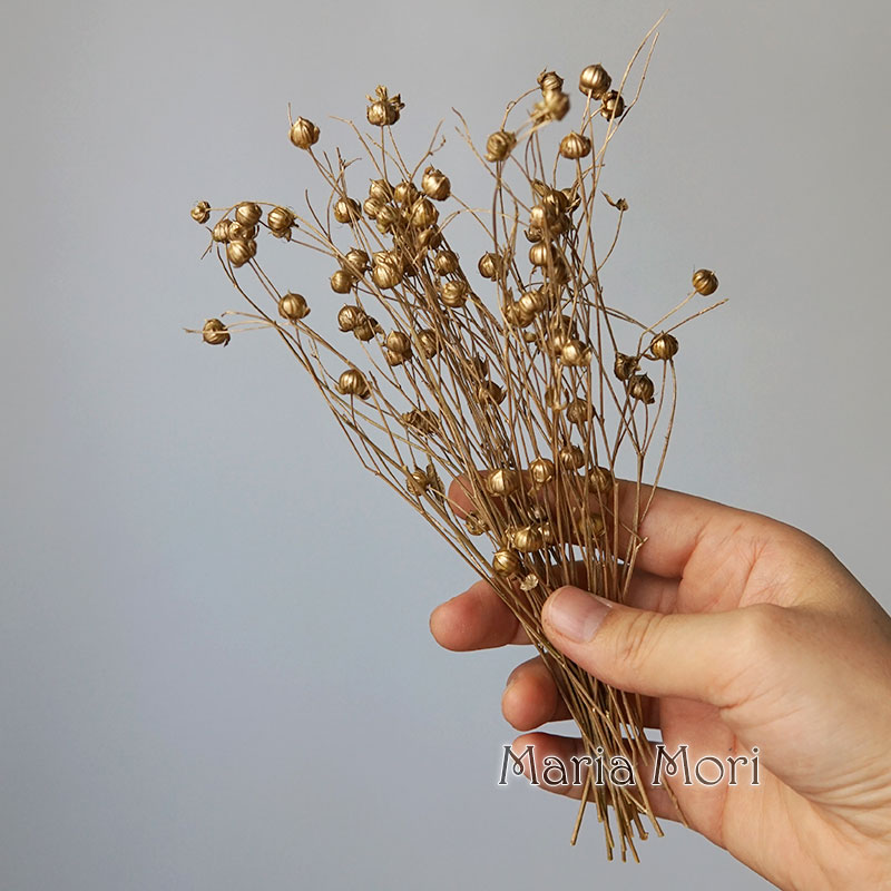 5g Preserved Flax Bean Natural - Home Fragrance Flowers ulasan dan harga